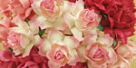 Wild Orchid Craft 25mm Cottage Roses Mixed Pink 